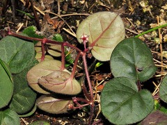 Ceropegia swazica image