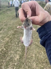 Oryzomys palustris