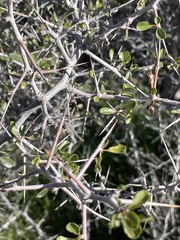 Pseudoziziphus parryi