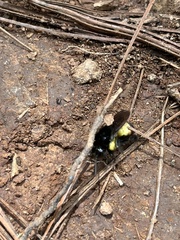 Bombus ephippiatus