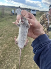 Oryzomys palustris