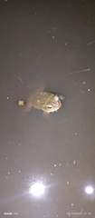 Rhinella horribilis