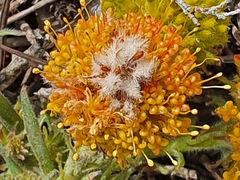 Leucospermum prostratum
