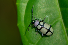 Omophoita octoguttata