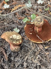 Rubroboletus pulcherrimus