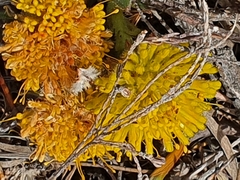 Leucospermum prostratum