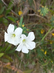 Linum monogynum monogynum