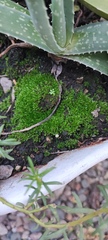 Bryopsida