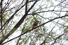 Saltator coerulescens