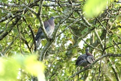 Patagioenas cayennensis