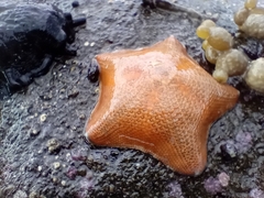 Patiriella regularis