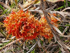 Leucospermum prostratum