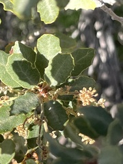 Quercus cornelius-mulleri