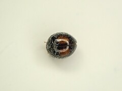 Serangium maculigerum