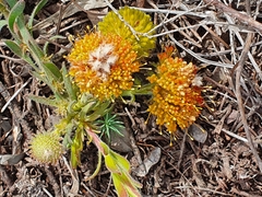 Leucospermum prostratum