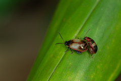 Oedionychina