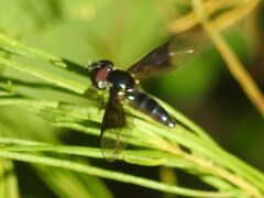 Ocyptamus dimidiatus