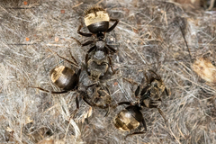 Dolichoderus bispinosus