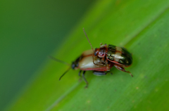 Oedionychina