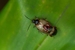 Oedionychina