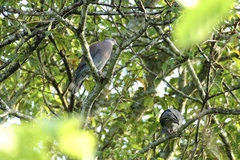 Patagioenas cayennensis