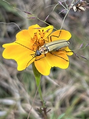 Chauliognathus hieroglyphicus