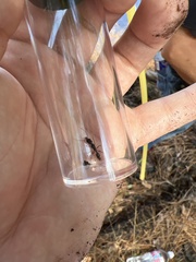 Odontomachus haematodus