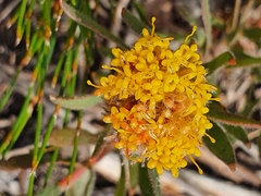 Leucospermum prostratum
