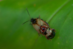 Oedionychina