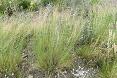 Nassella tenuissima