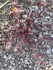 Euphorbia melanadenia