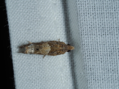 Crocidosema plebejana