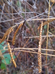 Paspalum pubiflorum