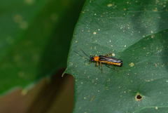 Macromalthinus brasiliensis