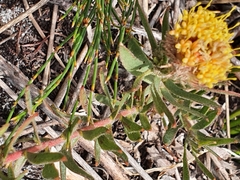 Leucospermum prostratum