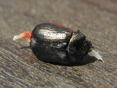 Phratora