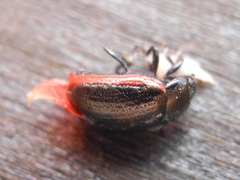 Phratora