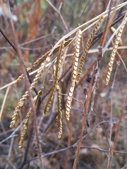 Paspalum pubiflorum