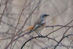 Phoenicurus erythronotus