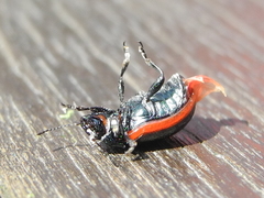 Phratora