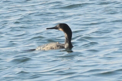 Urile penicillatus