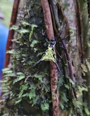 Micrathena schreibersi
