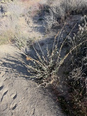 Penstemon centranthifolius