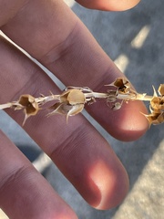 Penstemon centranthifolius