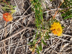 Leucospermum prostratum