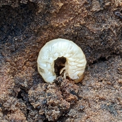 Lucanidae