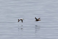 Somateria mollissima