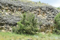 Juniperus thurifera