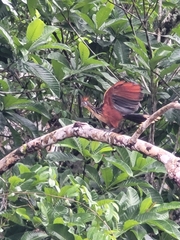 Opisthocomus hoazin
