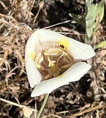 Calochortus superbus